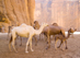 thumb-Camels-in-mountain-desert-Chad