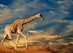 thumb-Giraffe-walking-on-sand
