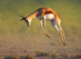 thumb-Running-Springbok-jumping-high