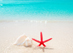 thumb-Starfish-and-seashell