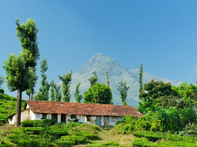Tea Plantation in Kerala