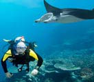 diver and manta underwater