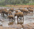 Pinnawela Elephant Orphanage in Sri Lanka