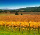 vineyard in autumn yarra valley