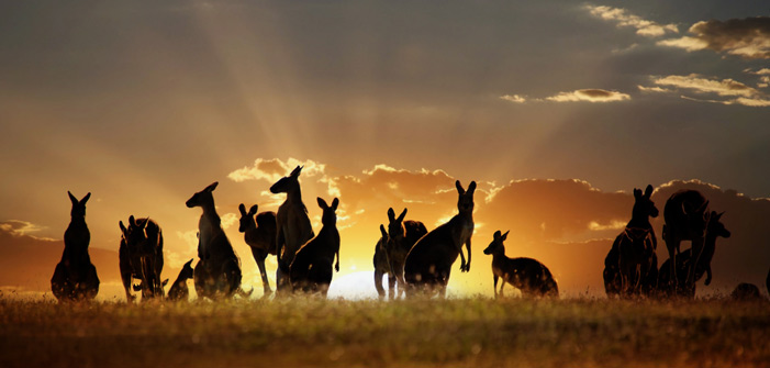 australian-outback-kangaroo