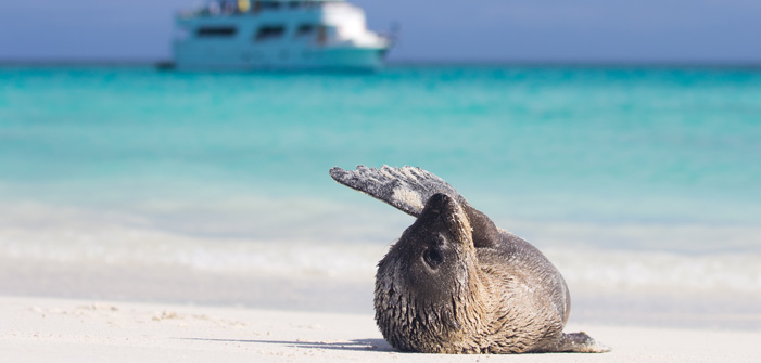 baby-sea-lion-in-galapagos-islands