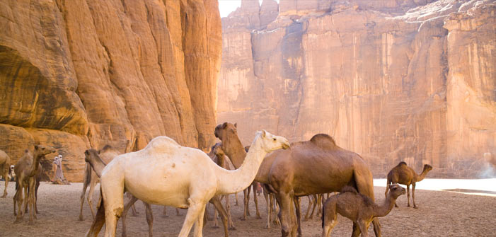 camels-in-mountain-desert-chad