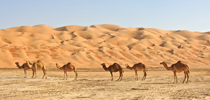 camels-in-the-rub-al-khali