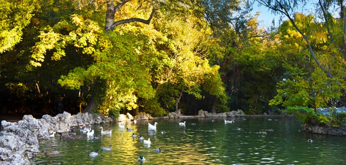 ducks-in-the-pond-campo-grande