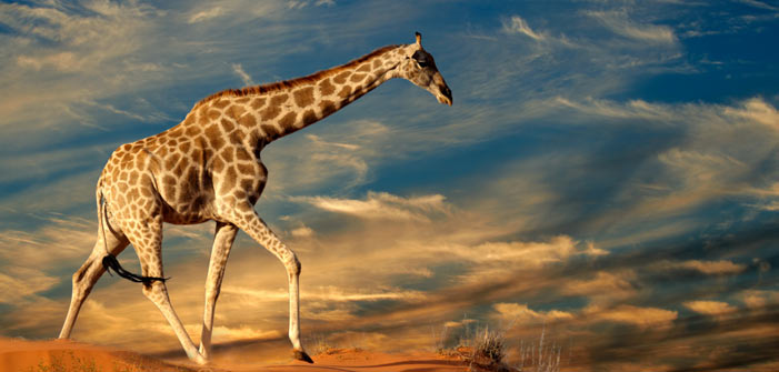 giraffe-walking-on-sand