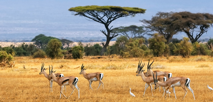 landscape-with-gazelles