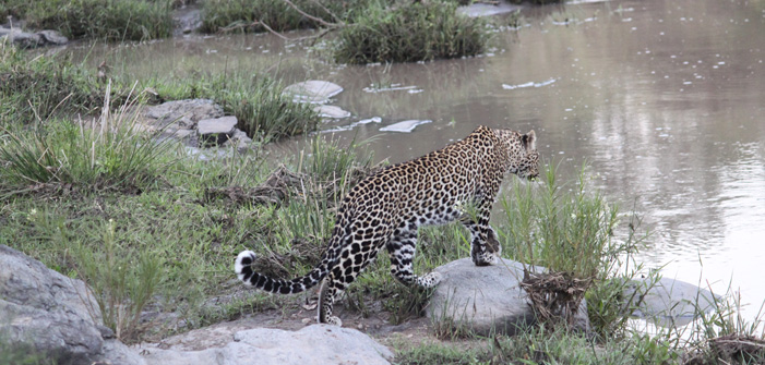 leopard yala national park