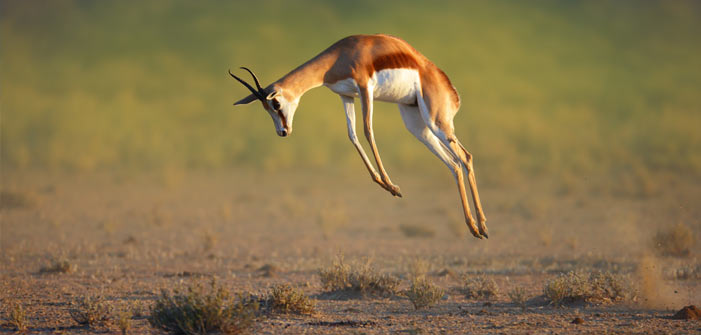 running-springbok-jumping-high