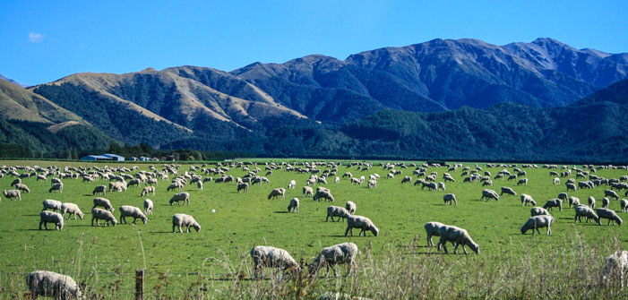 sheep-are-grazing