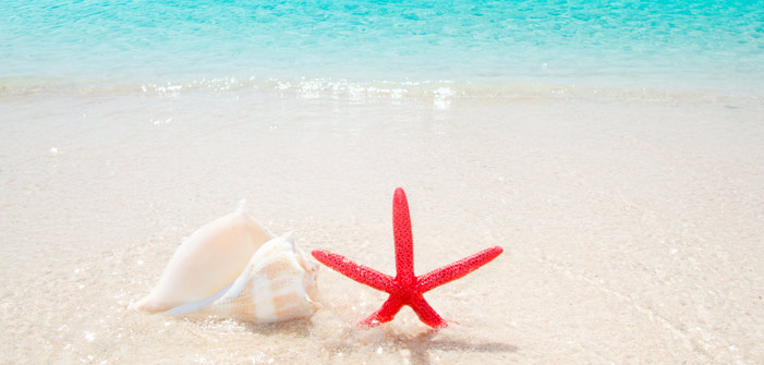starfish-and-seashell
