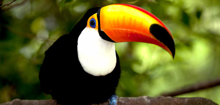 toco-toucan